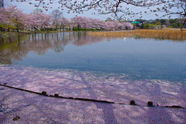 春の不忍池