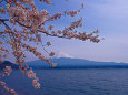 富士山と桜