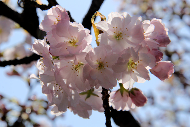 通り抜けの桜・祇王寺祇王桜