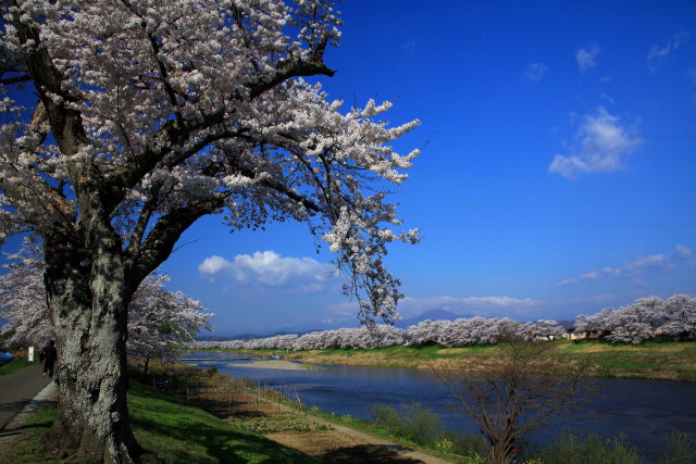 一目千本桜