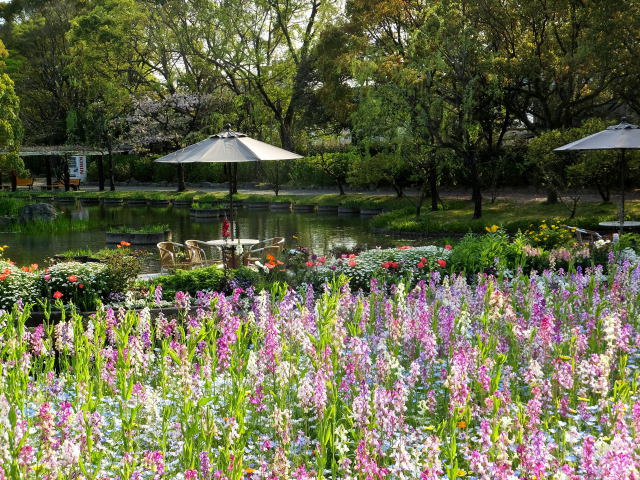 春の花咲く公園で