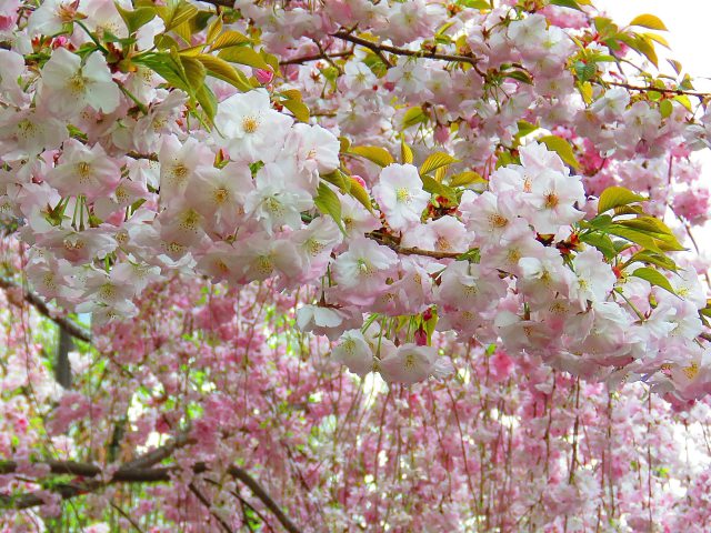 里桜・手弱女