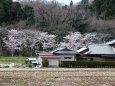 一軒家と桜