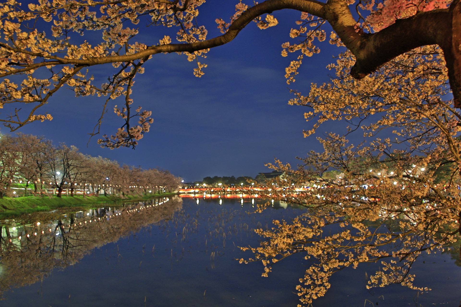 夜景 花火 イルミ 高田の夜桜 壁紙19x1280 壁紙館