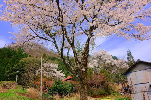 里山の春