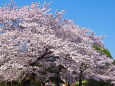 上野公園の桜