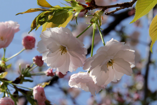 通り抜けの桜・奥都