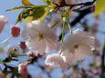 通り抜けの桜・奥都