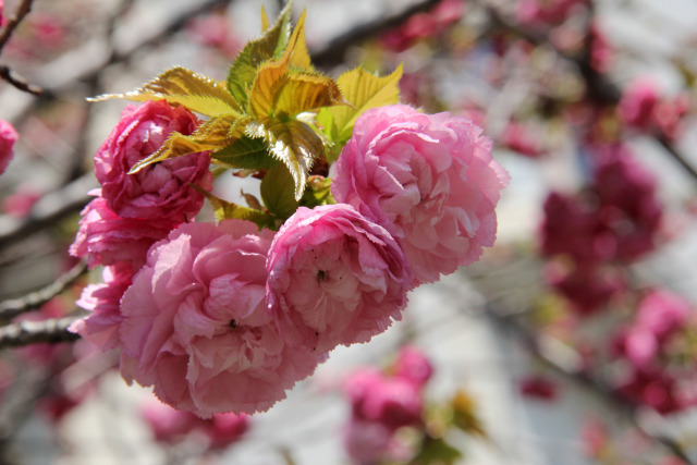 通り抜けの桜・松前紅紫