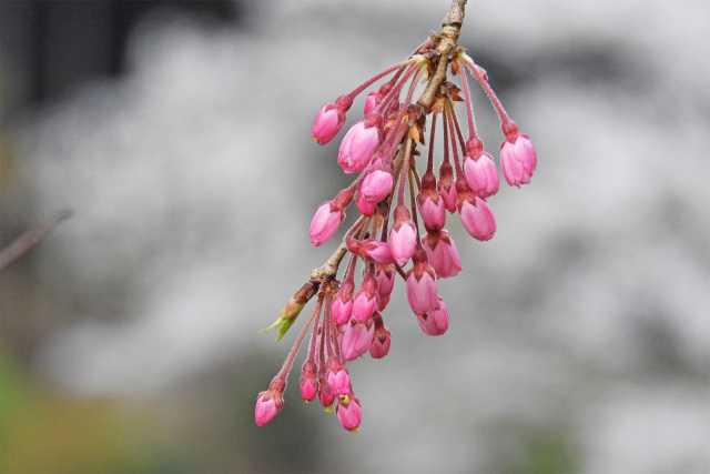 開花を待つ枝垂れ桜