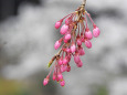 開花を待つ枝垂れ桜