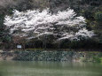 小渕ダム公園の桜