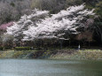 小渕ダム公園の桜