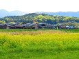 大和三山・天の香久山