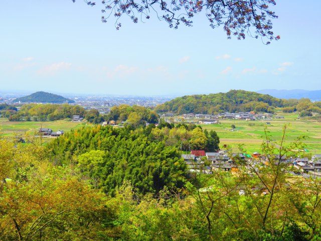 藤原京跡と耳成山香久山を望む