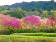 石舞台古墳に咲く桃の花