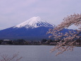 河口湖畔の桜