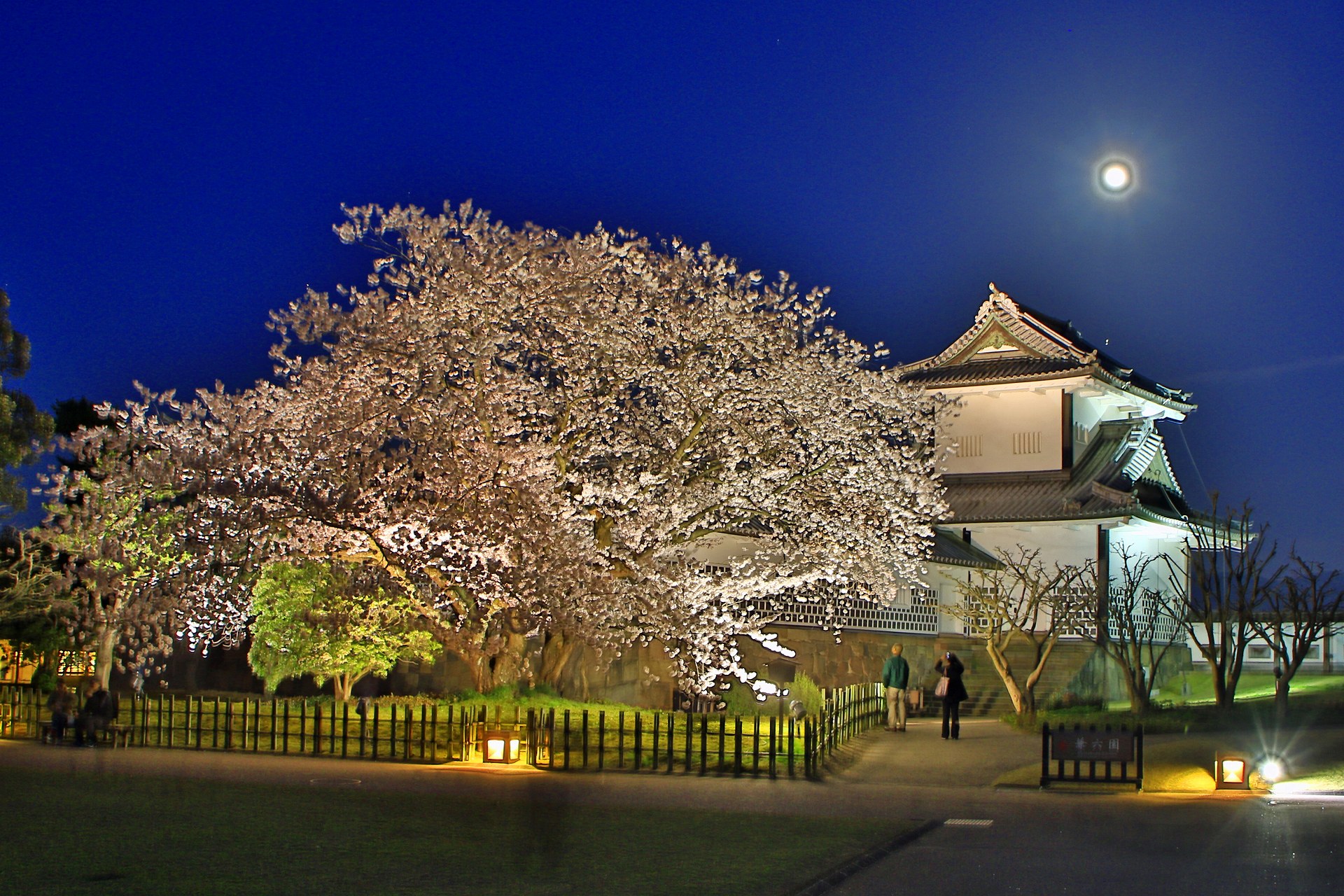 夜景 花火 イルミ 月夜の桜 壁紙19x1280 壁紙館