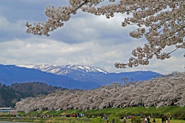 桧木内川の桜