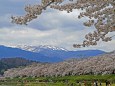 桧木内川の桜