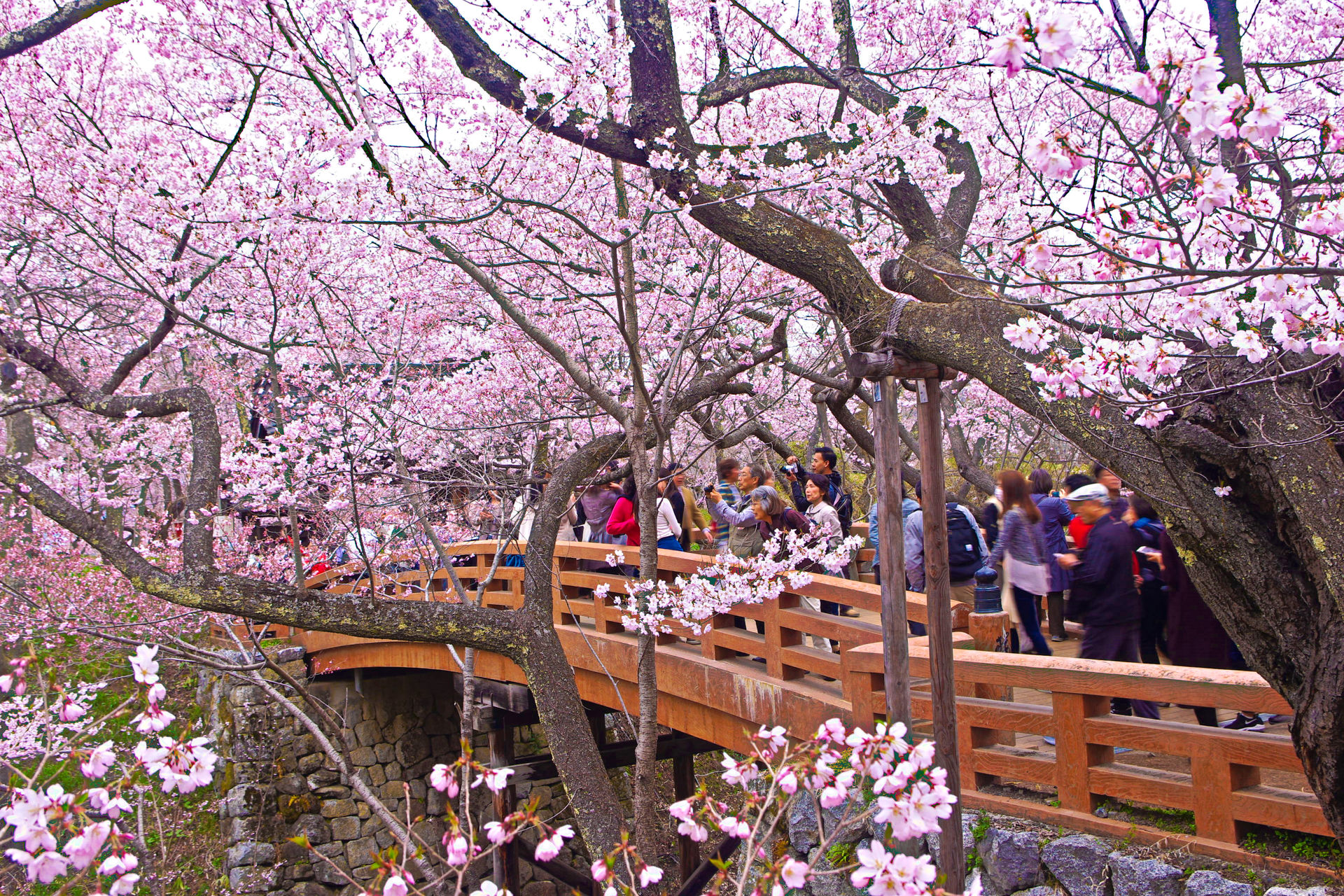 日本の風景 高遠城址公園 桜雲橋と桜 壁紙19x1280 壁紙館