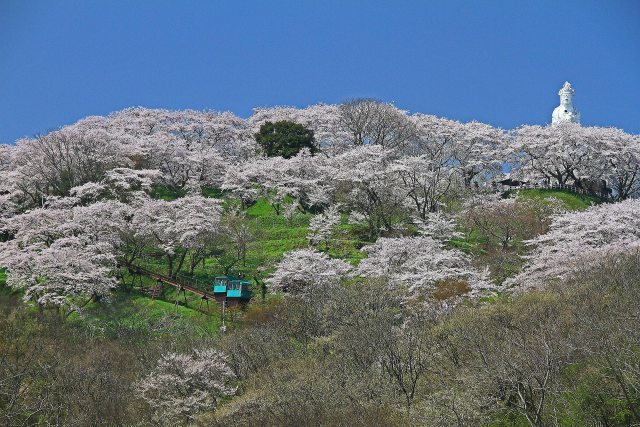 船岡城址公園の桜