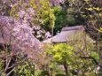 桜咲く寺