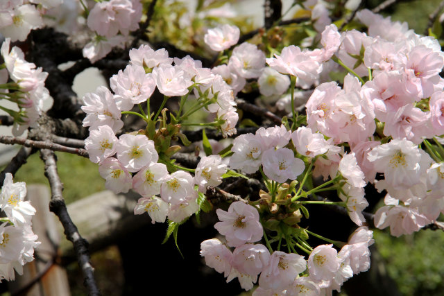 通り抜けの桜・法明寺