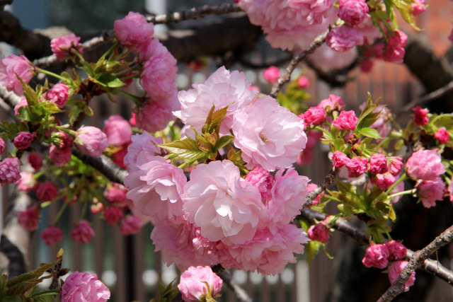 通り抜けの桜・林一号