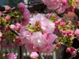 通り抜けの桜・林一号