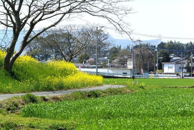 春の田舎道