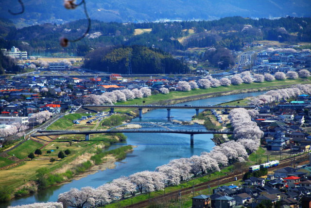 8kmも続く桜並木