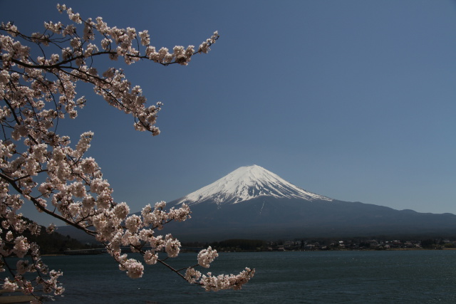 桜&富士山