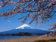 富士山と桜・河口湖大石公園より