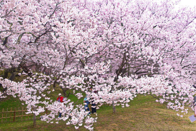 高遠城址公園の桜