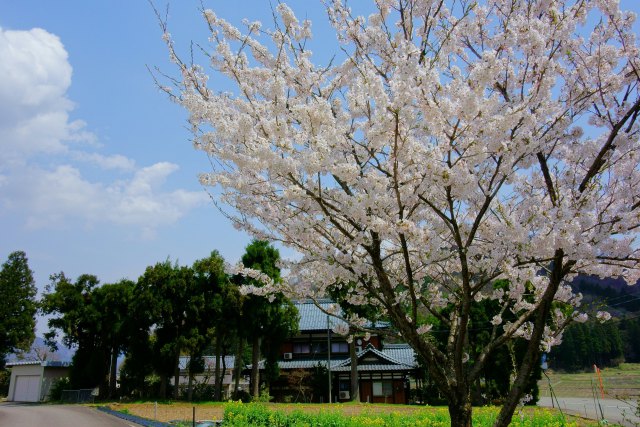 上丁の桜