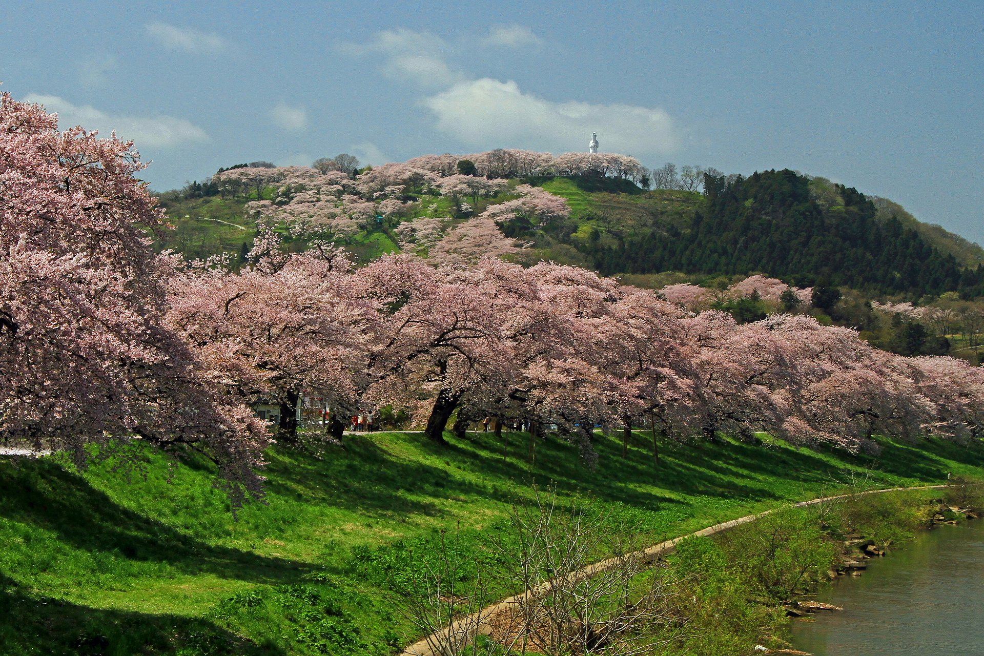 日本の風景 白石川堤一目千本桜 壁紙19x1280 壁紙館