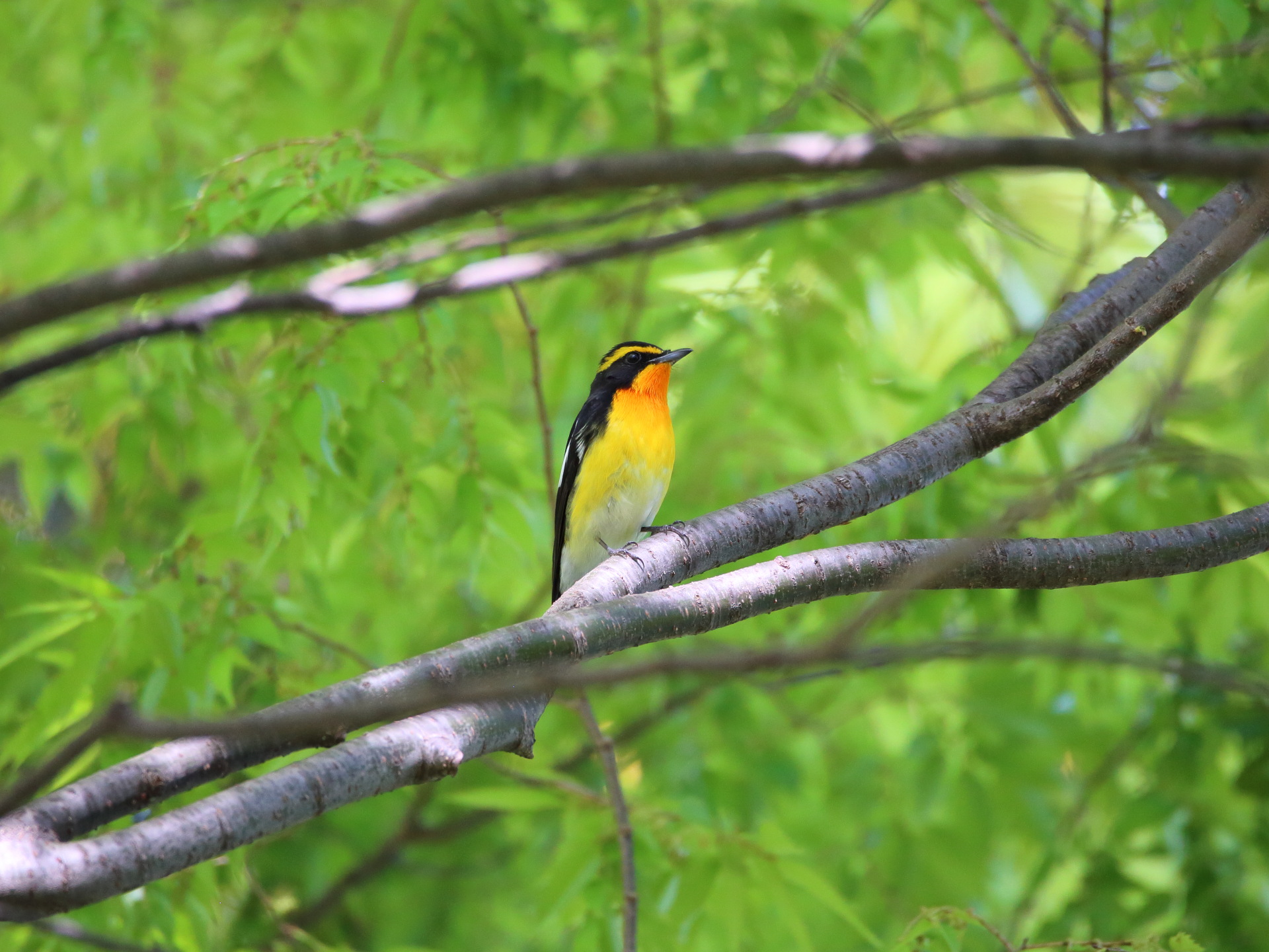 動物 鳥 ペンギン キビタキ君 壁紙19x1440 壁紙館