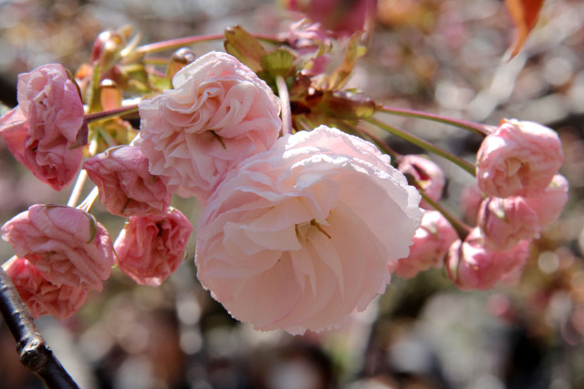 通り抜けの桜・普賢象