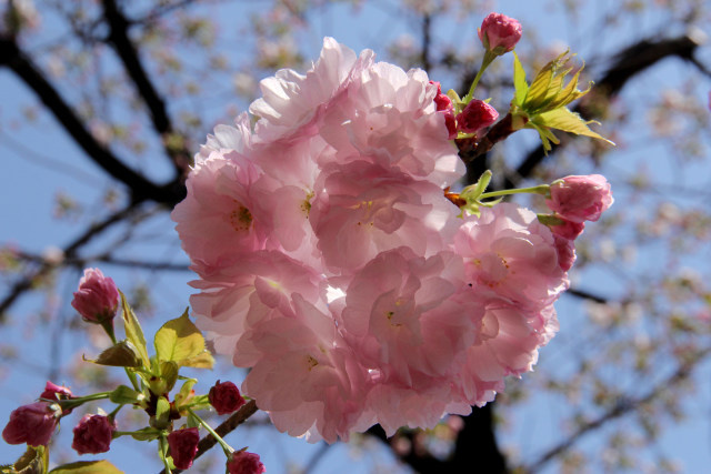 通り抜けの桜・林二号