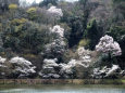 小渕ダム公園の桜