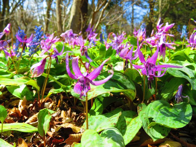 春の六甲山の花・カタクリノ花