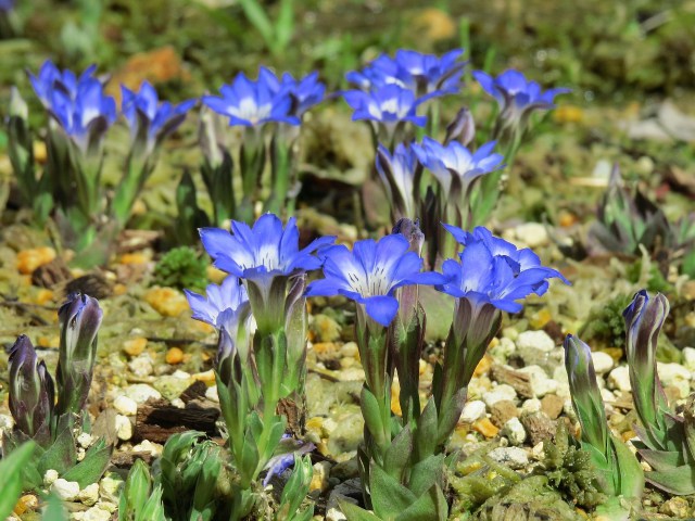 春の六甲山の花・ハルリンドウ