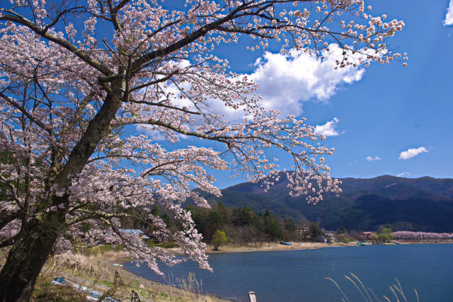 河口湖畔の桜