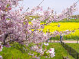 桜と菜の花畑