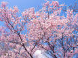 新宿御苑の桜