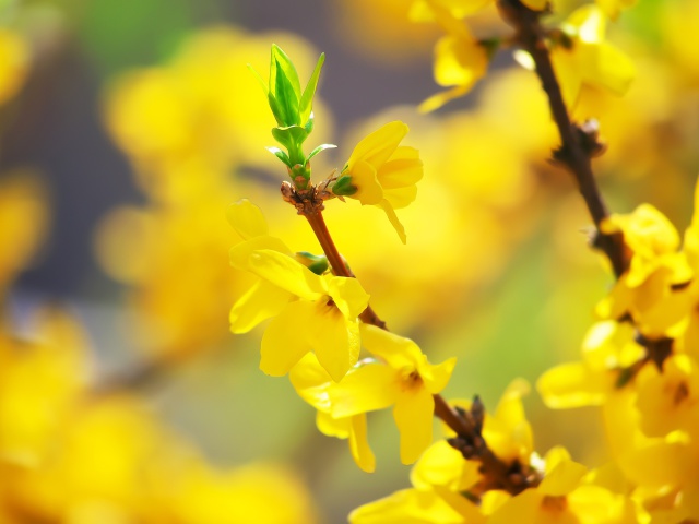 散歩道の花たち