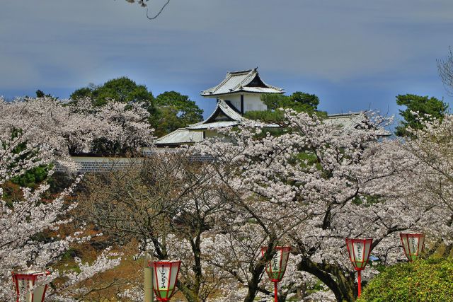 石川門満開の桜