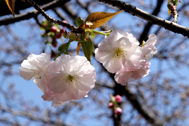 通り抜けの桜・高台寺