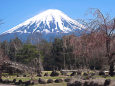 西湖 野鳥の森公園からの富士山